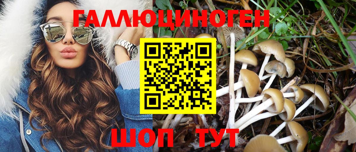 как найти   Зеленогорск  Псилоцибиновые грибы Cubensis 